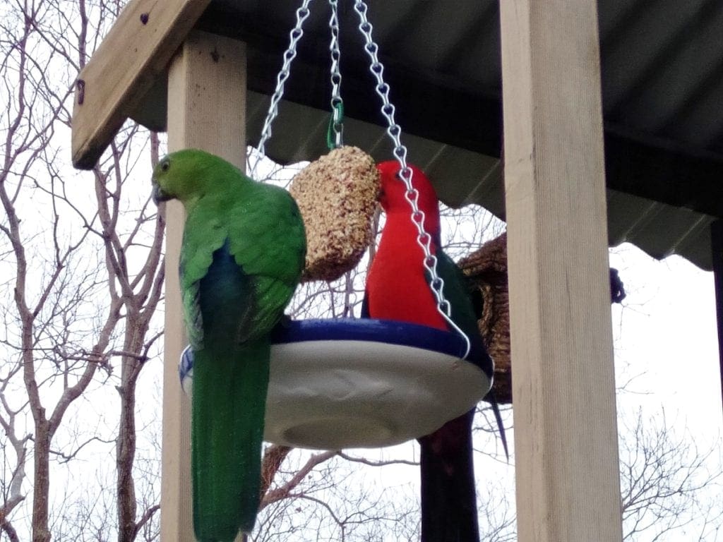 Birdwatching with kids