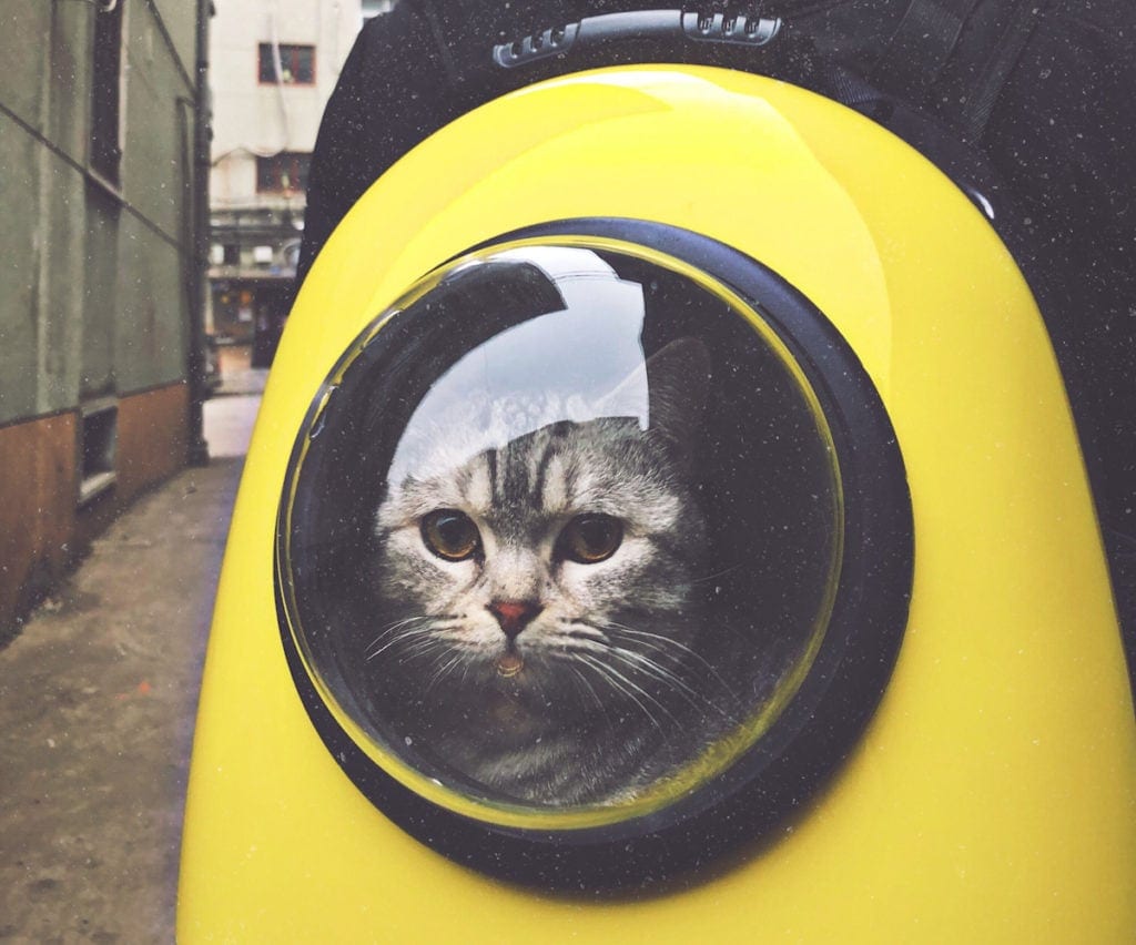 Cat Bubble Backpack