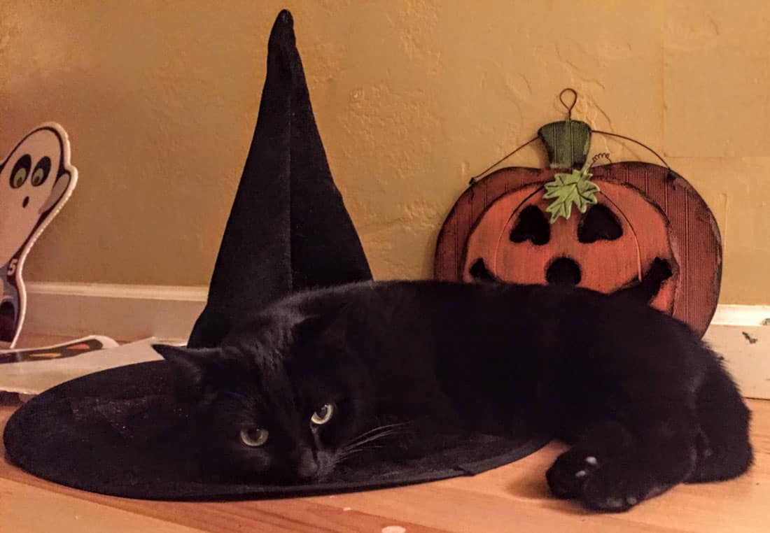 Black cat lying on a witches hat.