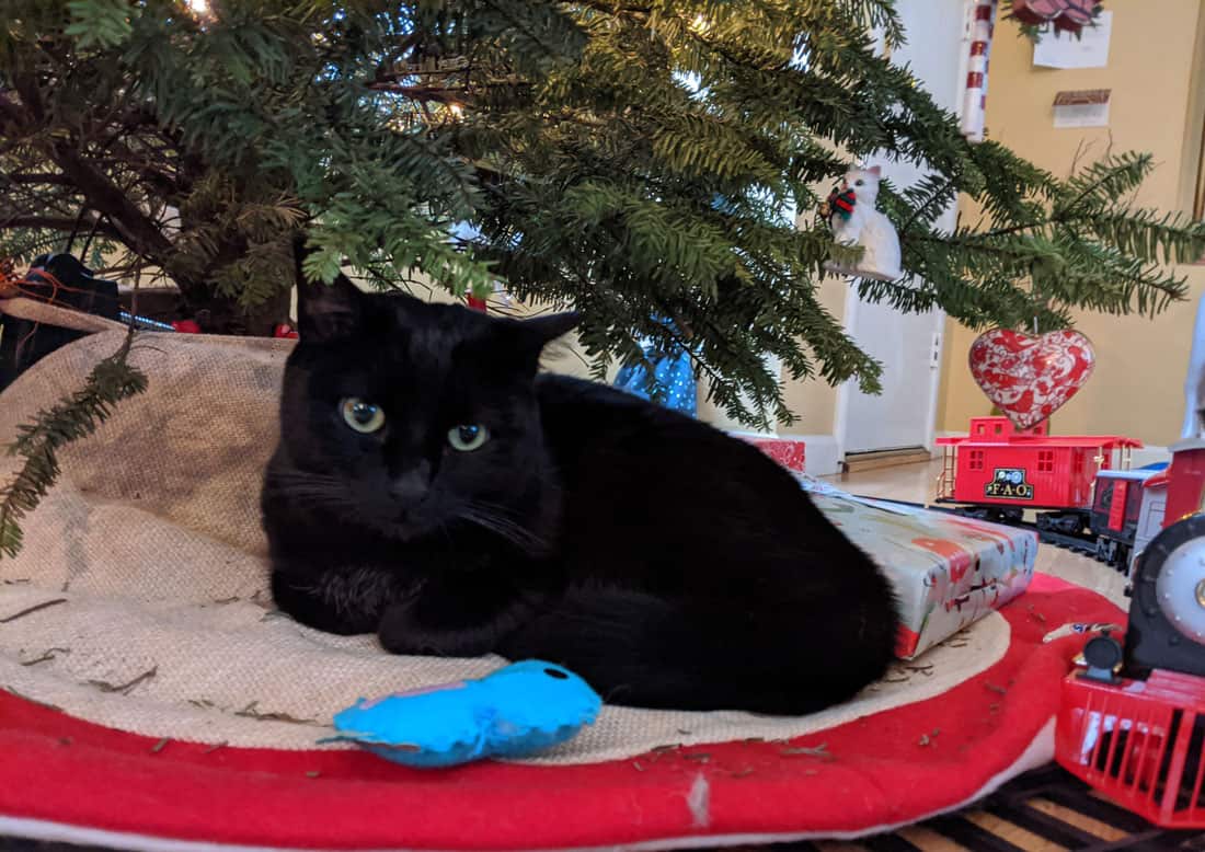 Cat sitting under a Christmas tree.