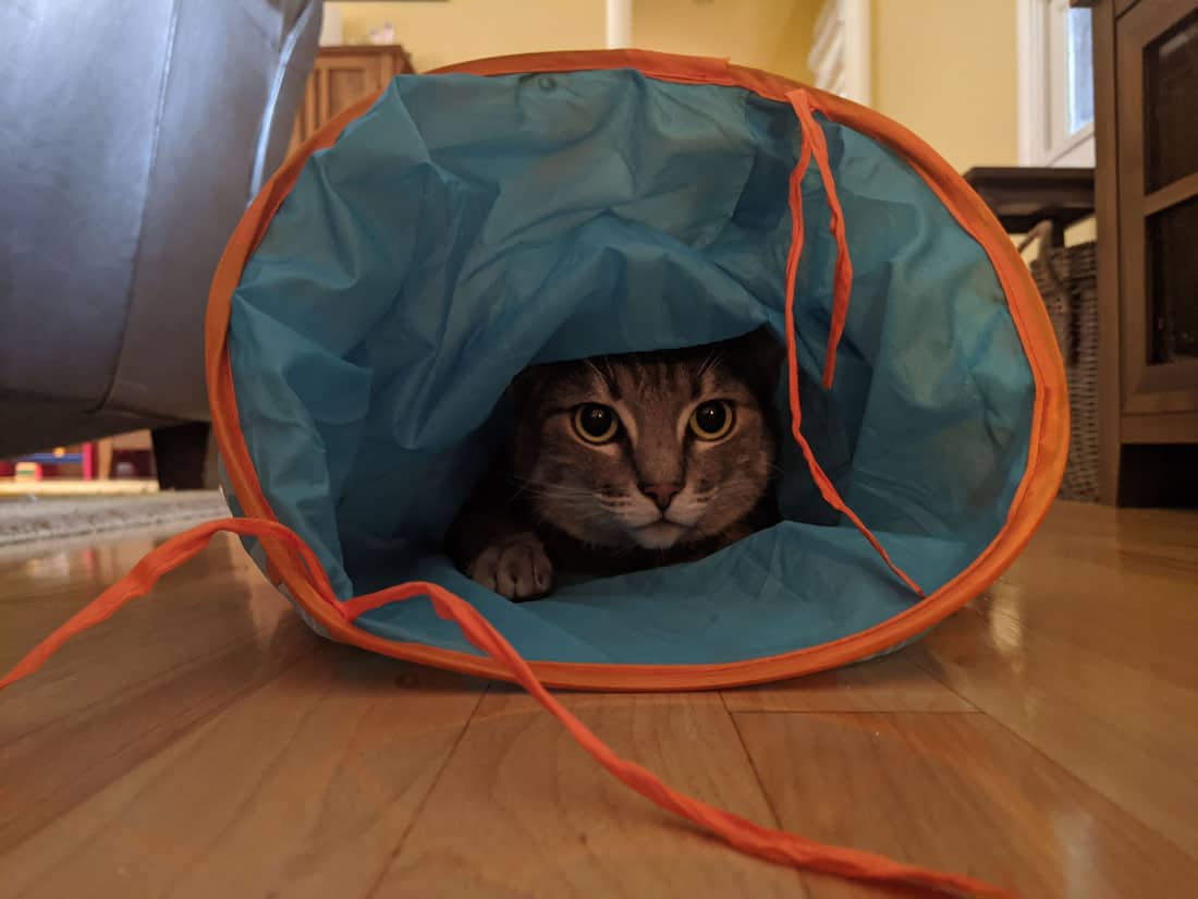 A gray tabby inside a cat tunnel toy.