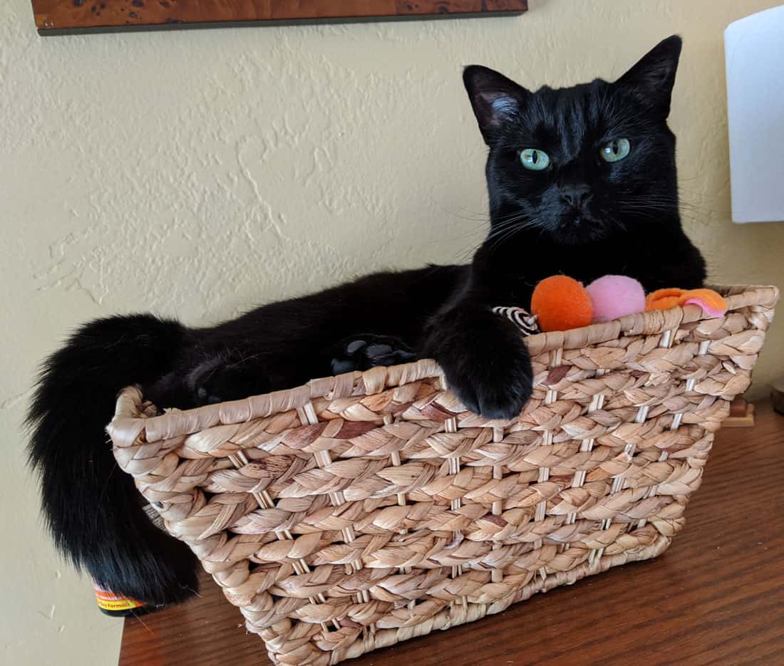 A black cat sitting in a basket.