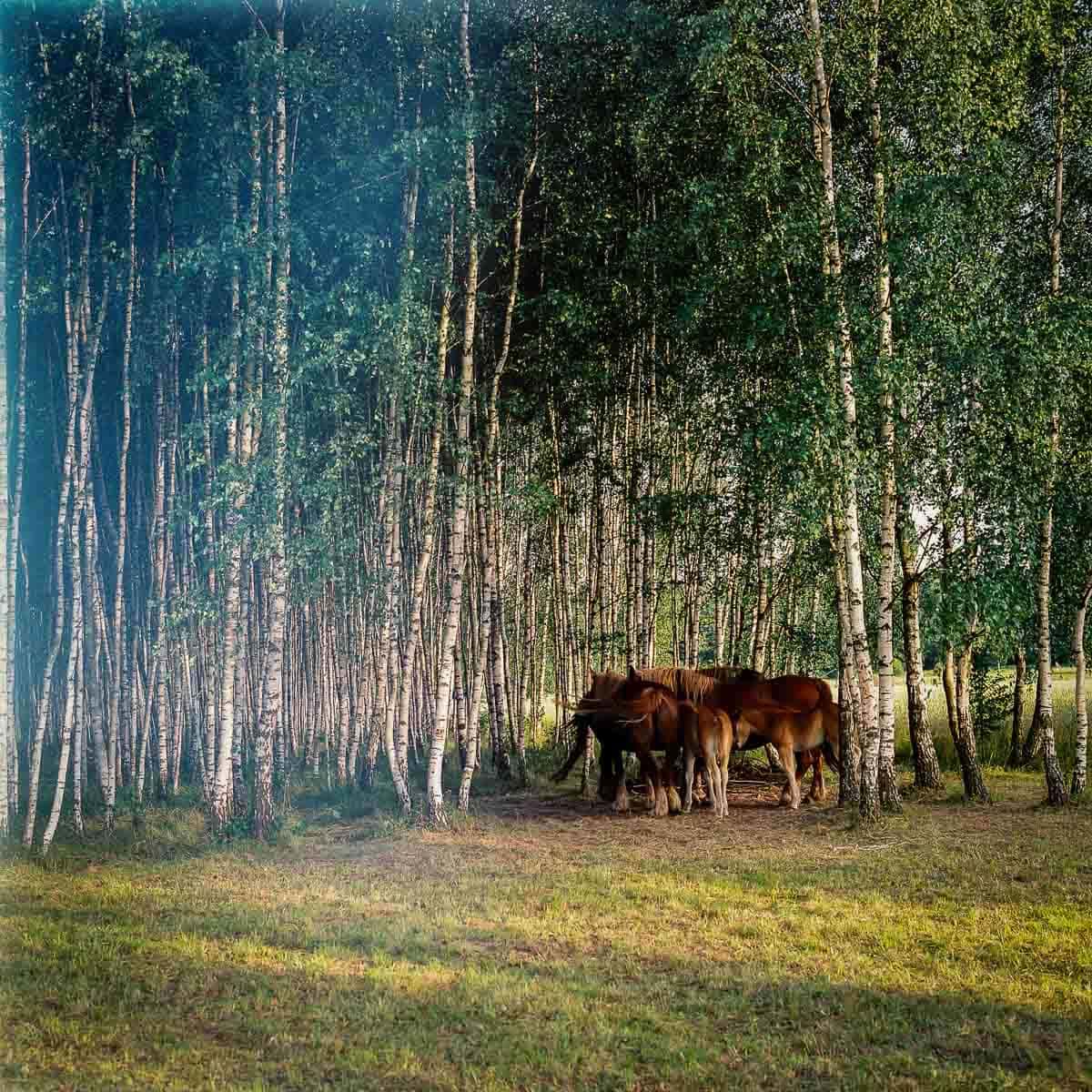 Przewalski-Pferde Film: Fuji Pro 400 H