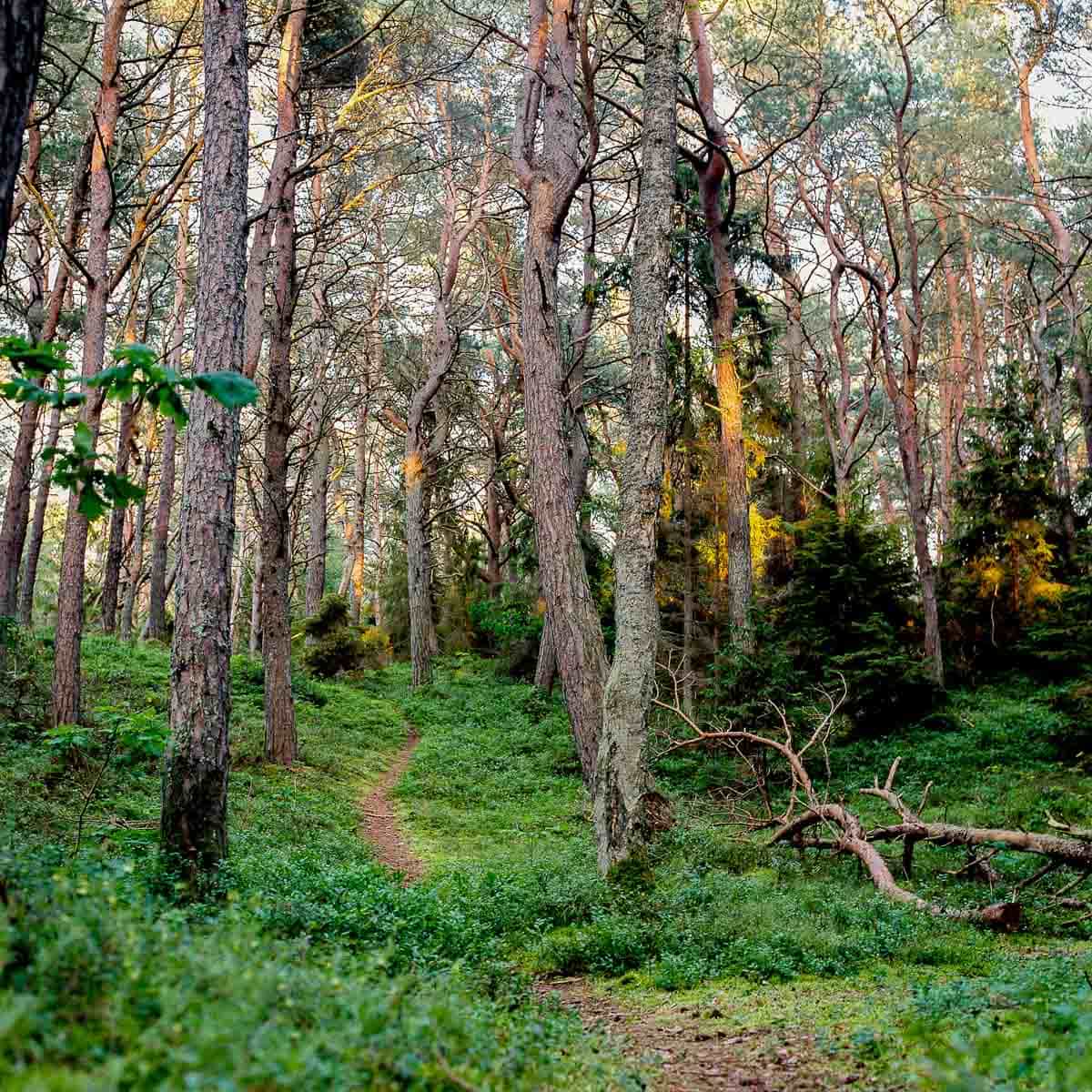 In to the Woods Film: Fuji Pro 400 H