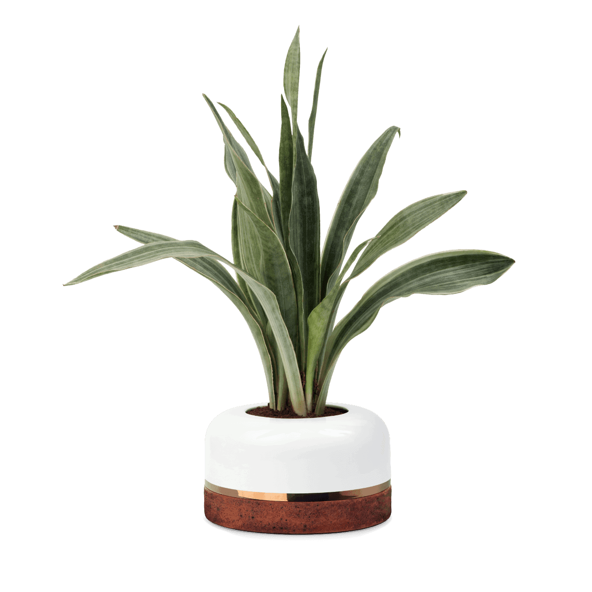 maceta de cerámica elegante