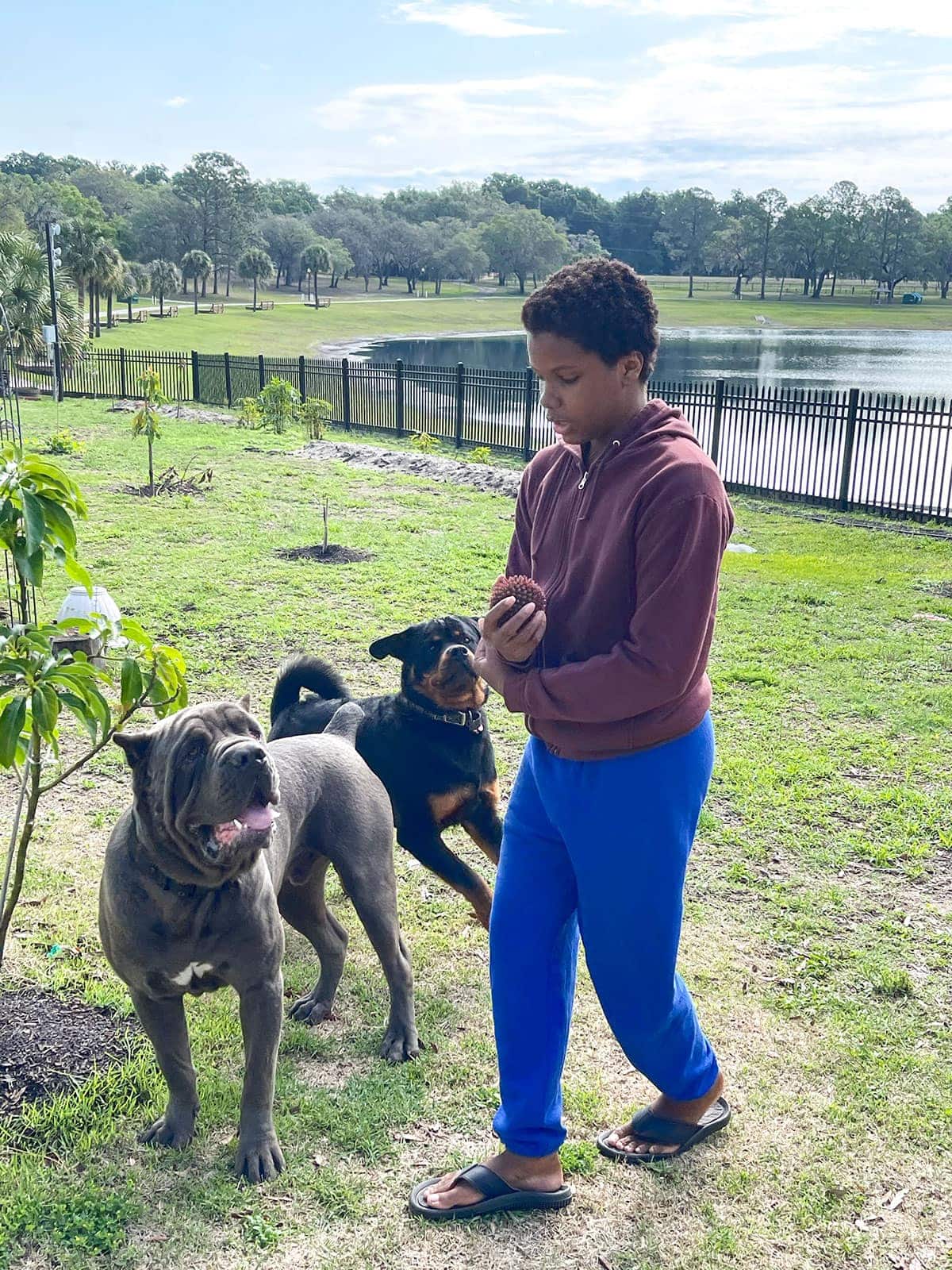 Daevyd playing in the yard with the puppies