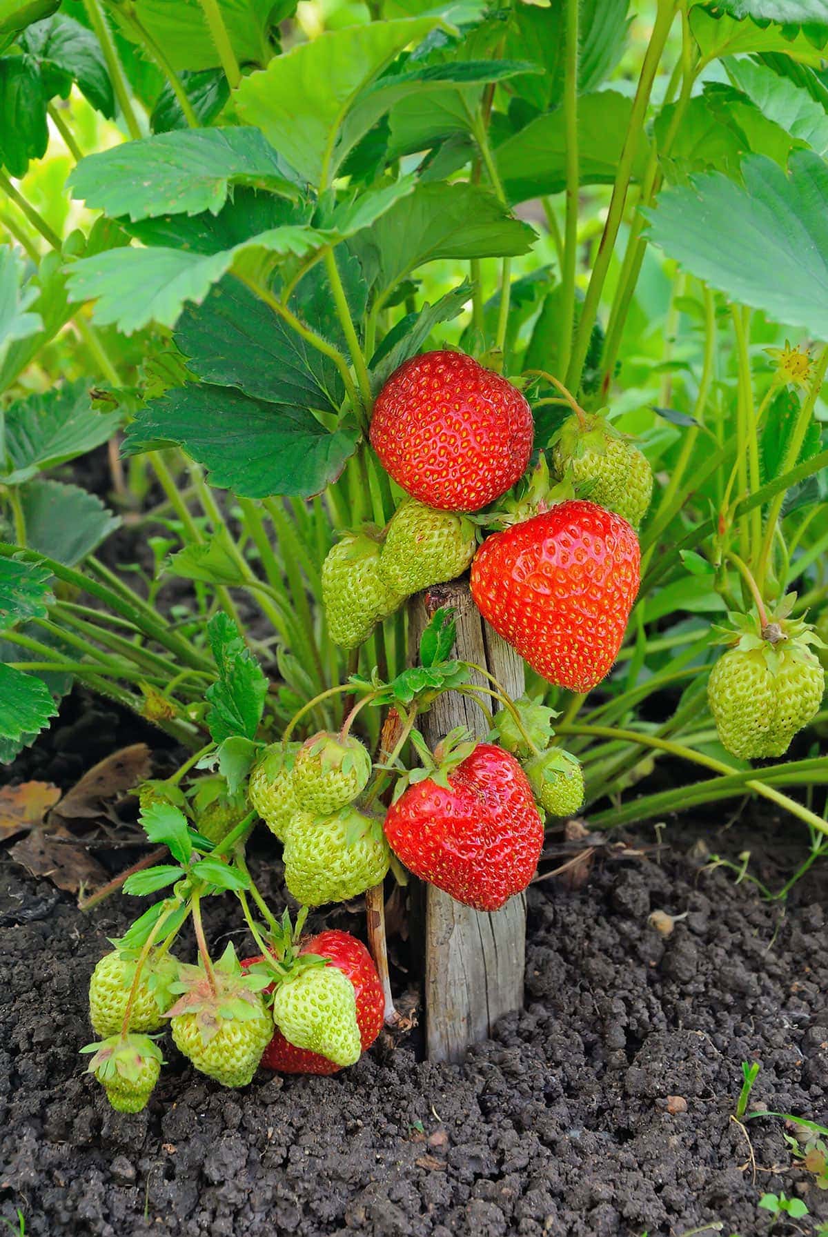 strawberry plant with fruits