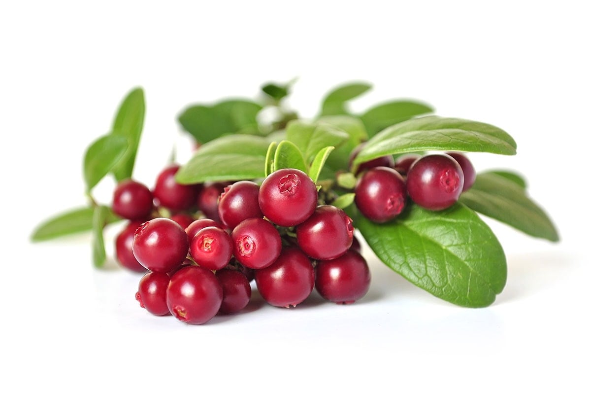 cowberry on a white background