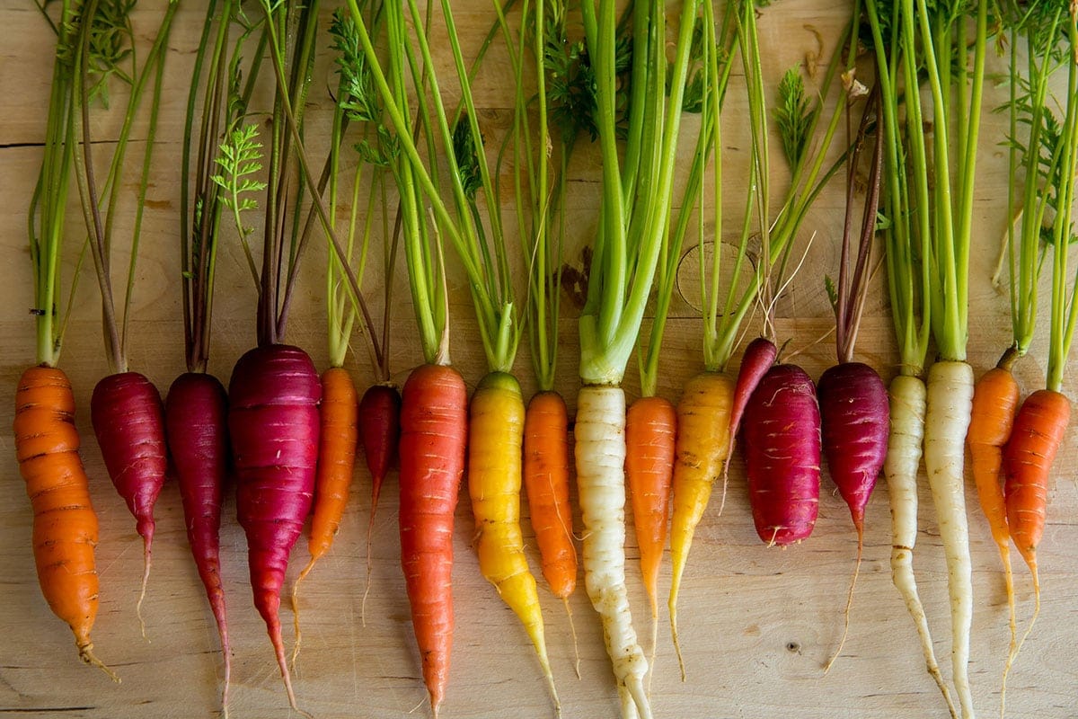 carrots varieties on a beige background