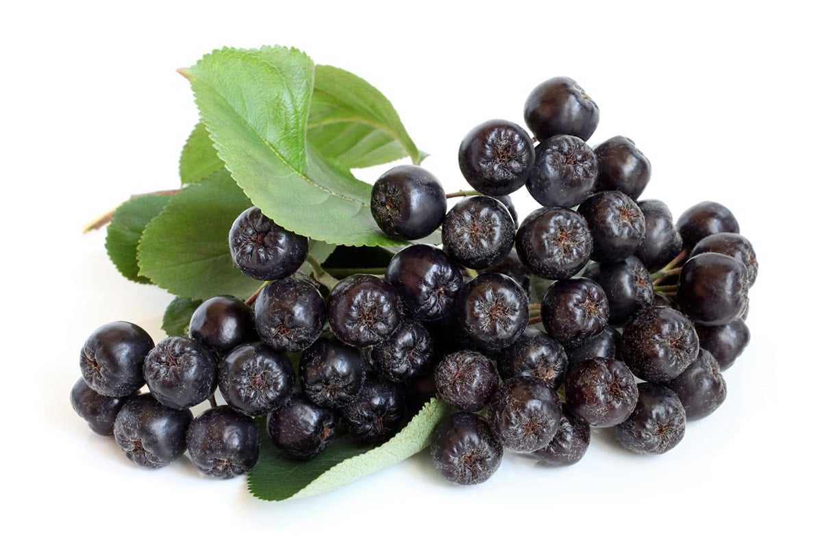 chokeberries on white background