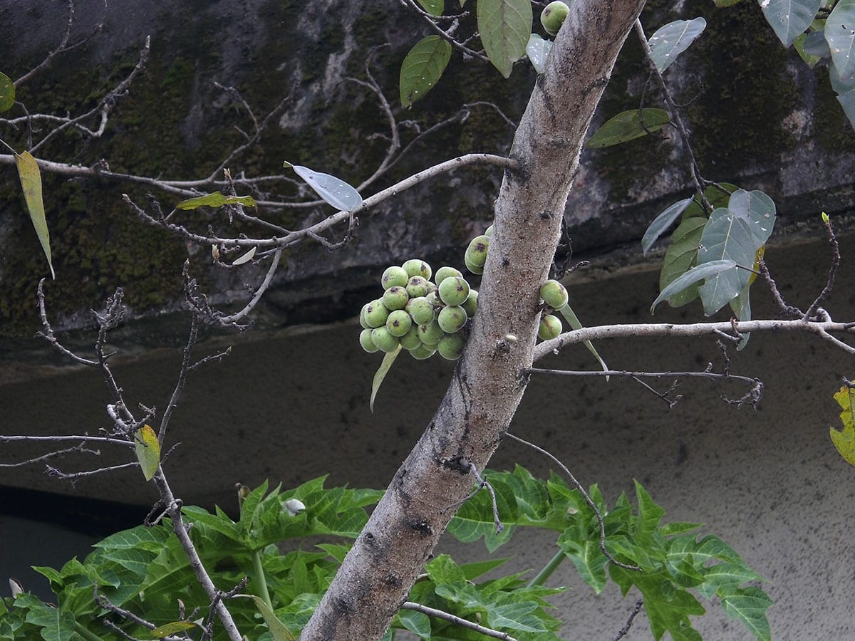 Cluster figs on a tree