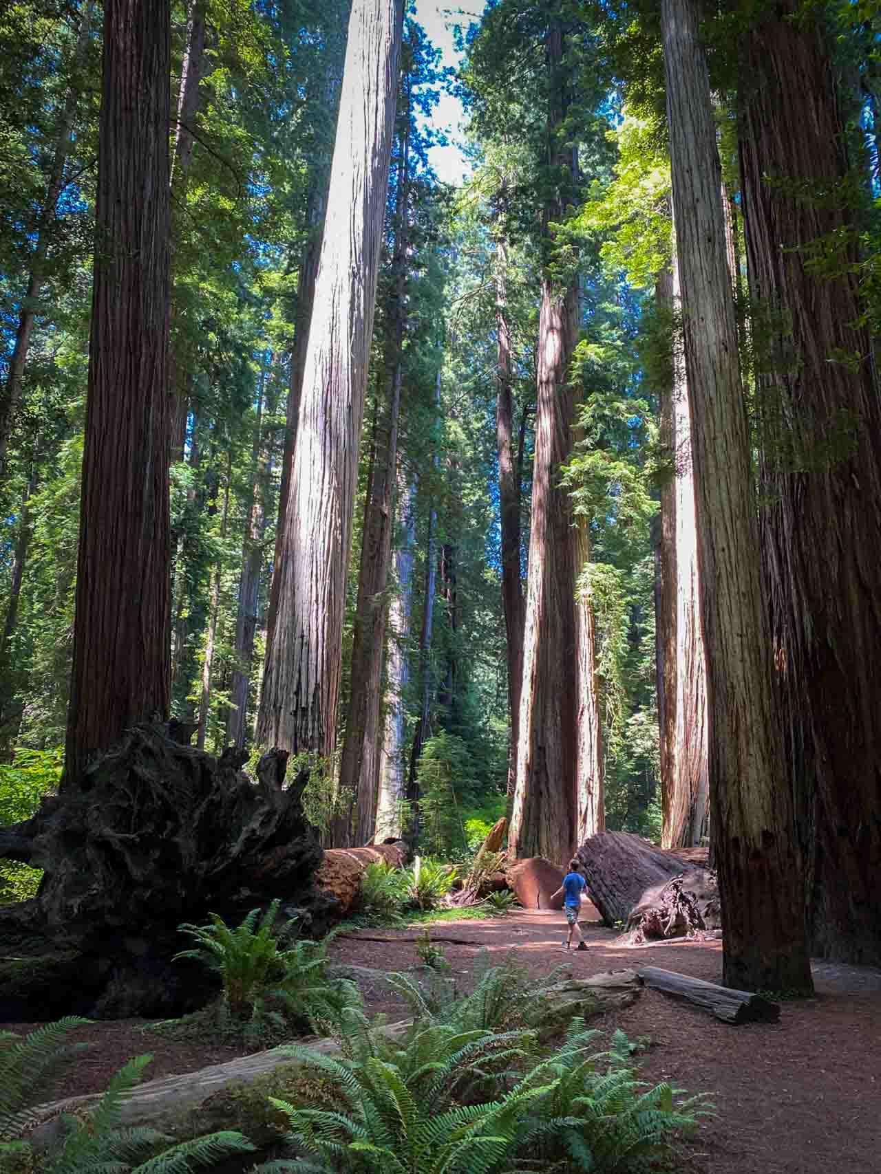 Stout Grove Trail hiker, Jedediah Smith Redwoods State Park, California