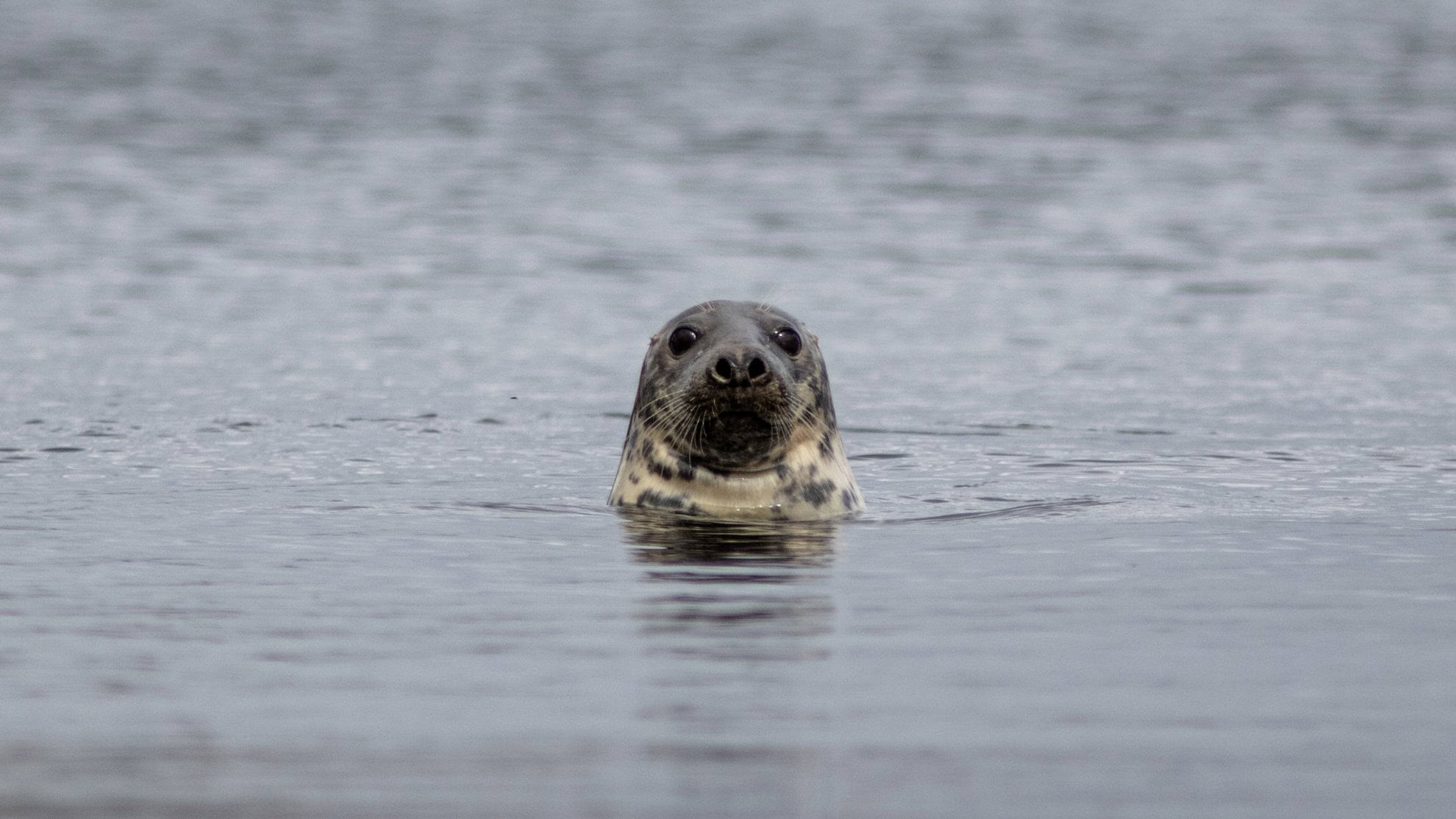 sea head