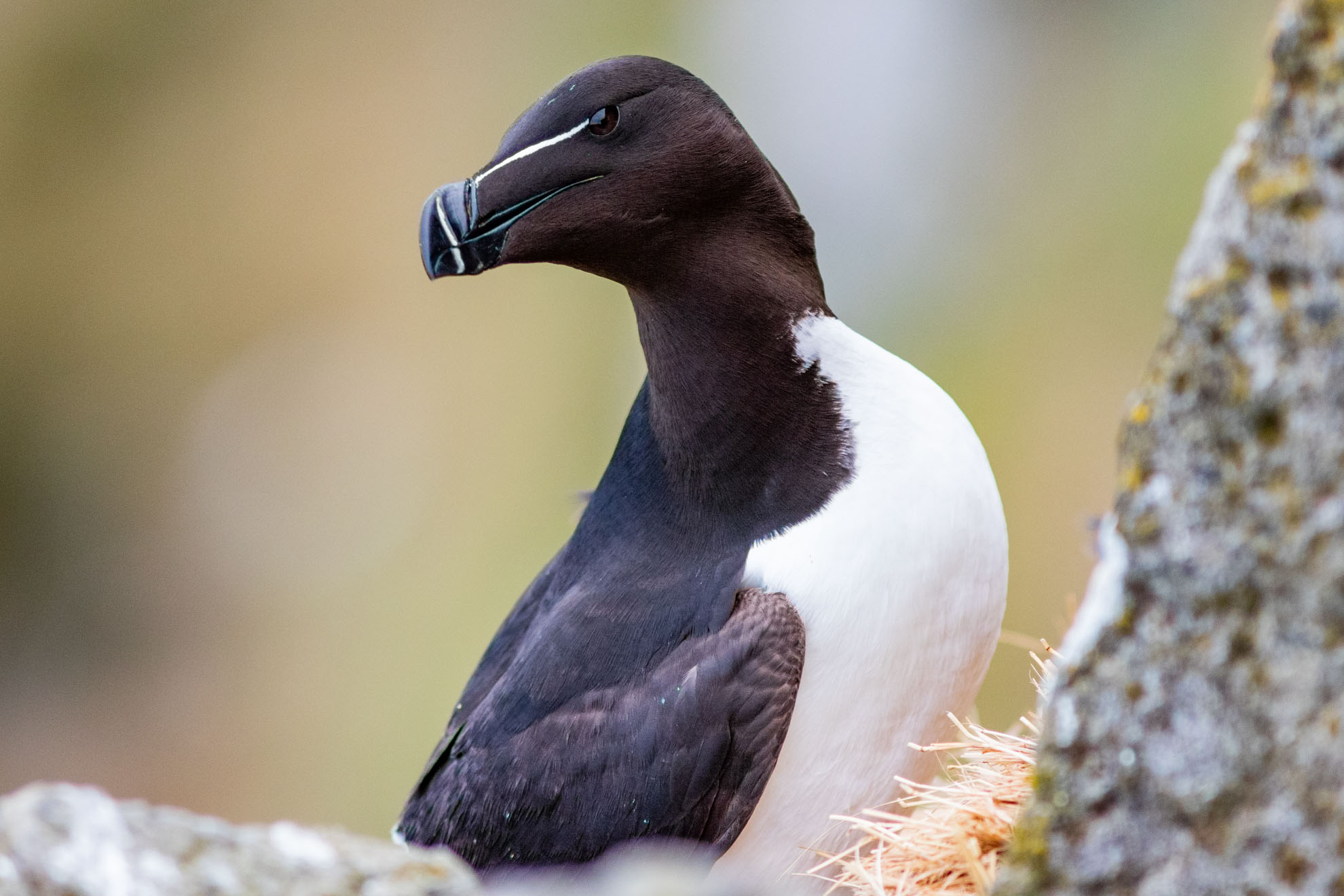 Razorbill