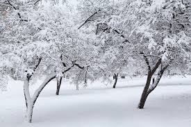 Jardin En Hiver