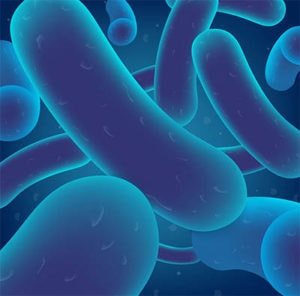 Mouth bacteria
