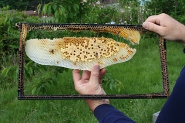 Foundation vs foundationless beekeeping - Broken Honeycomb on Foundationless Frame