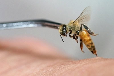 Bee Venom Therapy
