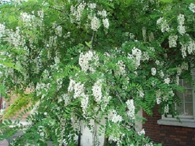 Black Locust Tree