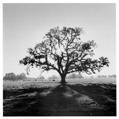 ansel-adams-oak-tree-sunrise