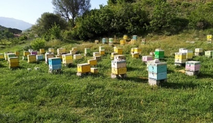 Ideal Beehive Spacing