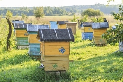 Beehives with Slanted Hive Covers