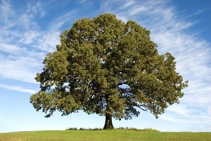 Best trees for honey bees - Oak Tree