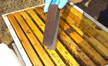 Beta Hop Acid Treatment for Varroa Mites