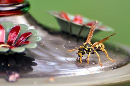 Wasp Drinking from Hummingbird Feeder