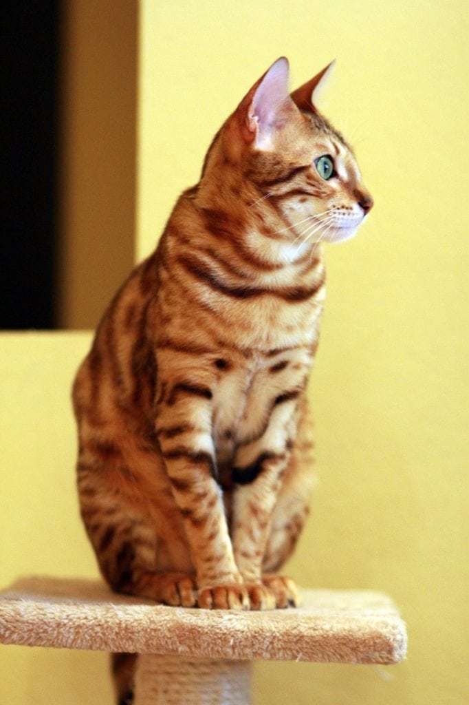 bengal assis