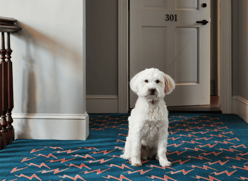 Pet's are welcome at Hotel Kinsley, like this adorable white poodle terrier, patiently waiting outside their room. Book Hotel Kinsley's Dog Lovers package to request delicious dog treats, water and food bowls, complimentary waste bags and hiking passes to dog-friendly Mohonk Preserve.