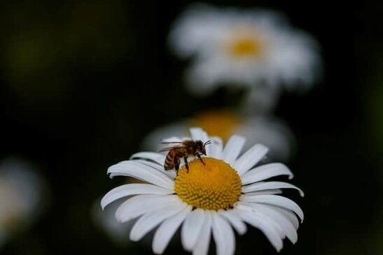 Depending on the flowers the bees visit, honey may come in varying colors
