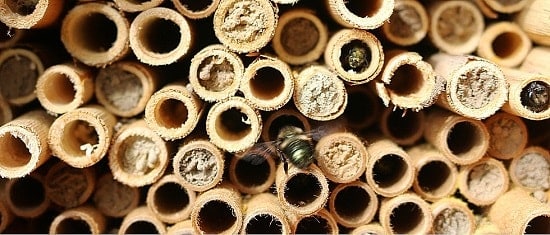 Mason Bees Building with Mud Resin