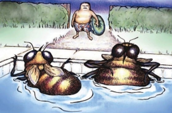 Pool Owner with Bees in Water