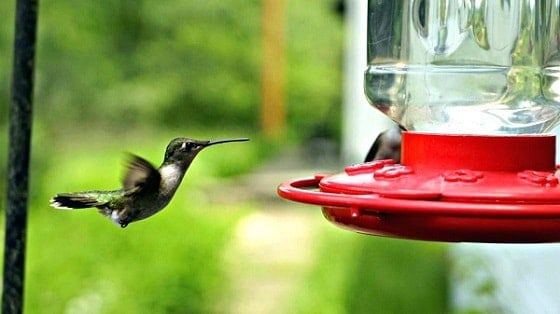 Hummingbird Feeder Free From Bees and Insects