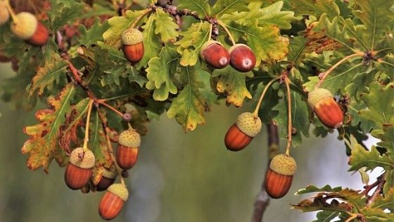 Acorns on an Oak Tree