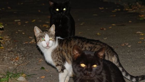 Retroreflective cat's eyes