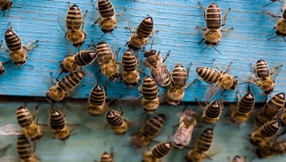 A Growing Hive
