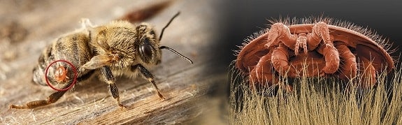 When to Treat Bees for Varroa Mites