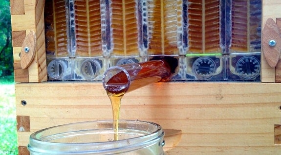 Harvesting Honey with a Flow Hive