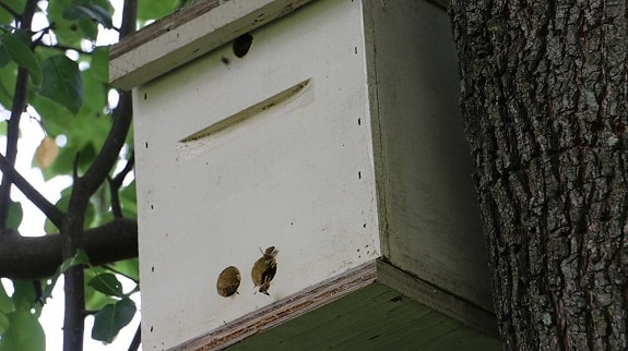 Swarm Bait Hive in Tree