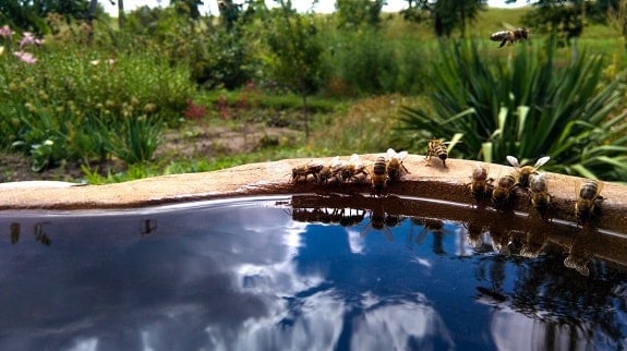 Bees Drinking from Alternative Water Source