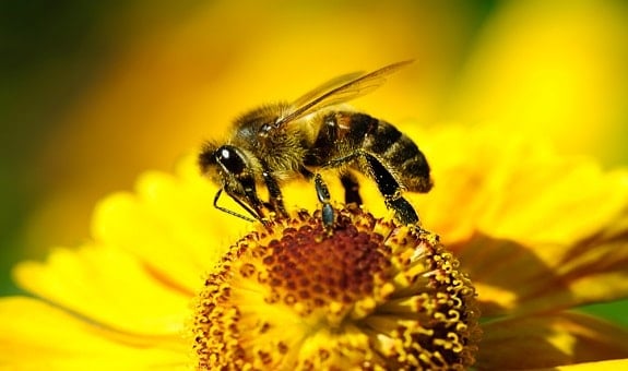 Bee Collecting Pollen