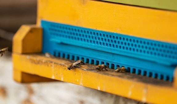 Entrance Reducer for Beehive