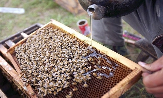 Beekeeper Feeding Bees Sugar Water