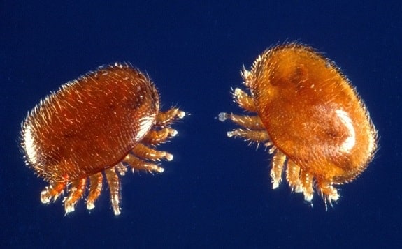 varroa-mites