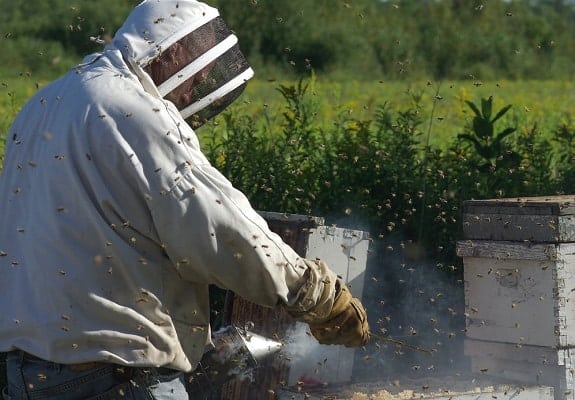 Ineffective Bee Smoking against aggressive honey bees