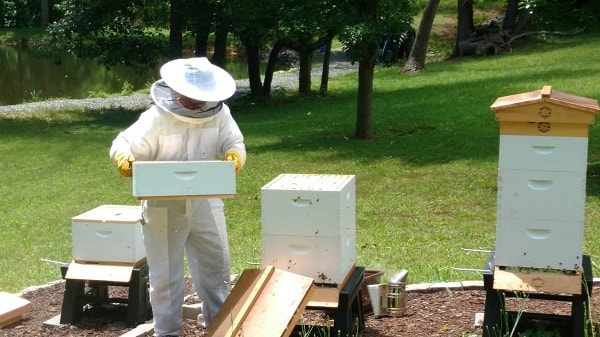 Beehive Inspection Frequency