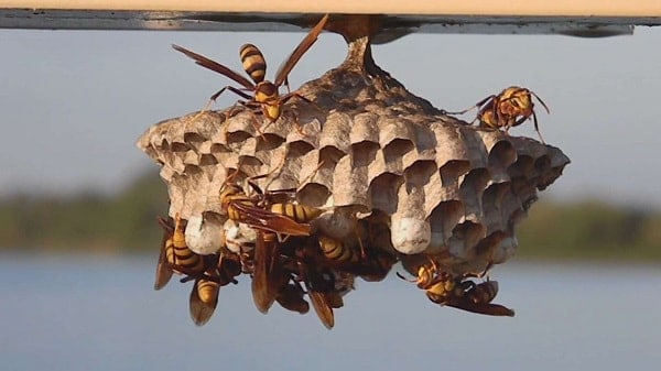 wasp nest