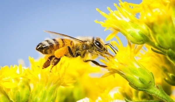 Environmental Benefits of Beekeeping